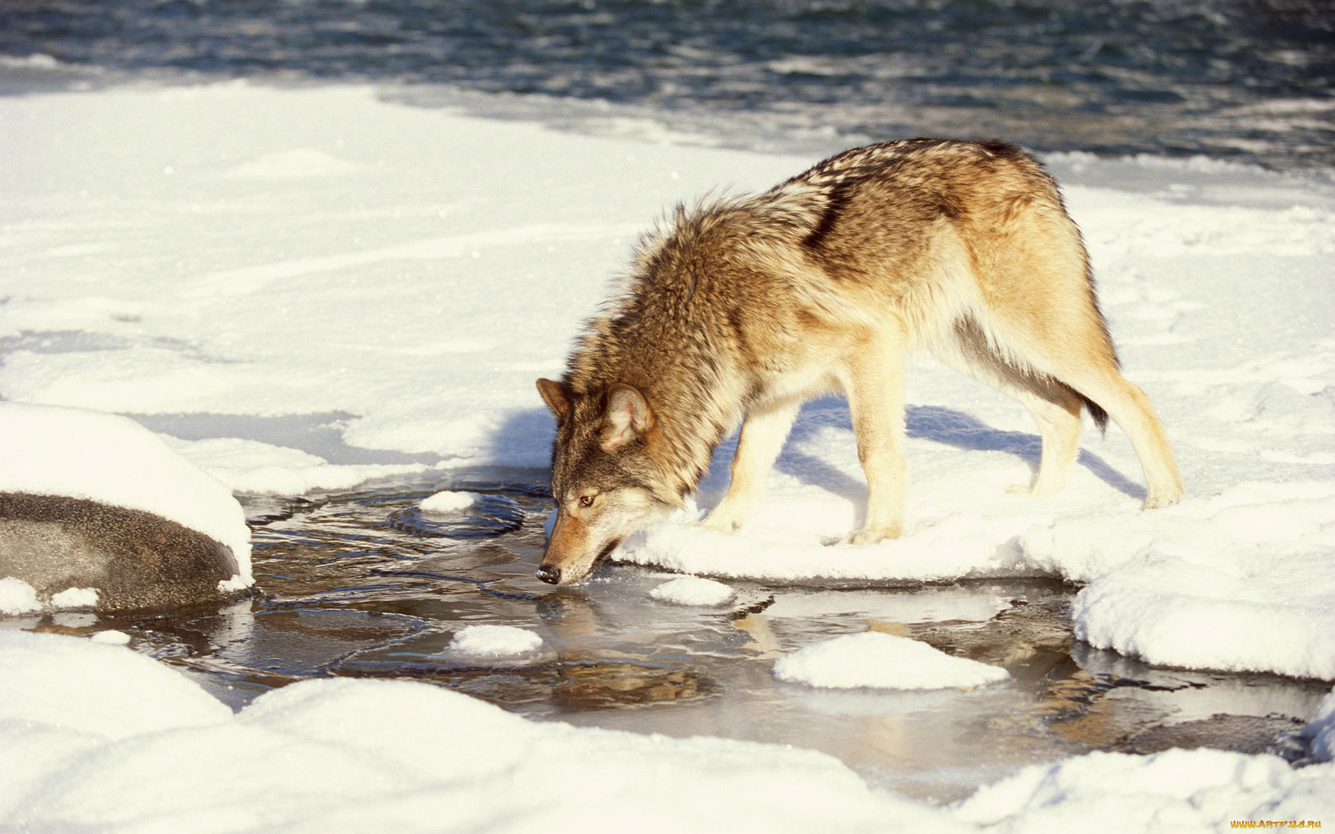 Угроза жизни животных. Волк. Волк зимой. Волк весной.
